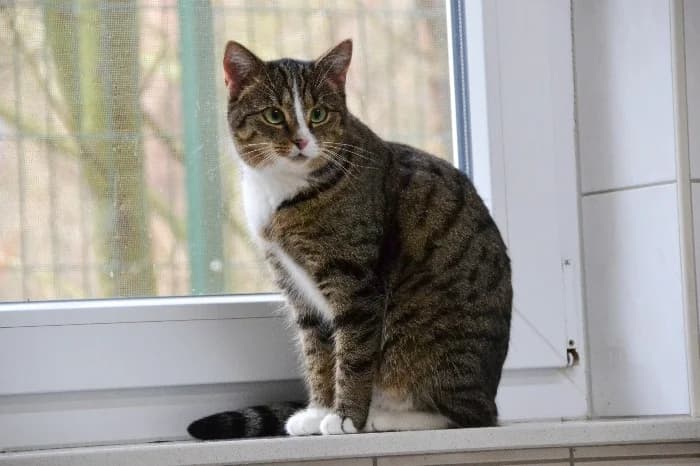 Coco,  3yo Mixed Breed Cat for adoption at Tierheim Paderborn, Paderborn