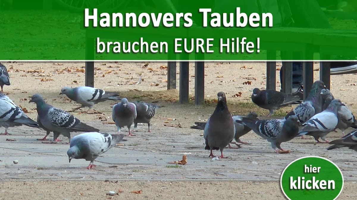 Rüden zur Adoption, male 3yo Mixed Breed for adoption at Alba for Animals e.V., Oberhausen