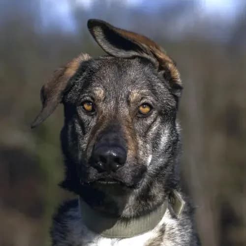 Cosmo, male 4yo German Shepherd for adoption at Tierheim Köln, Cologne