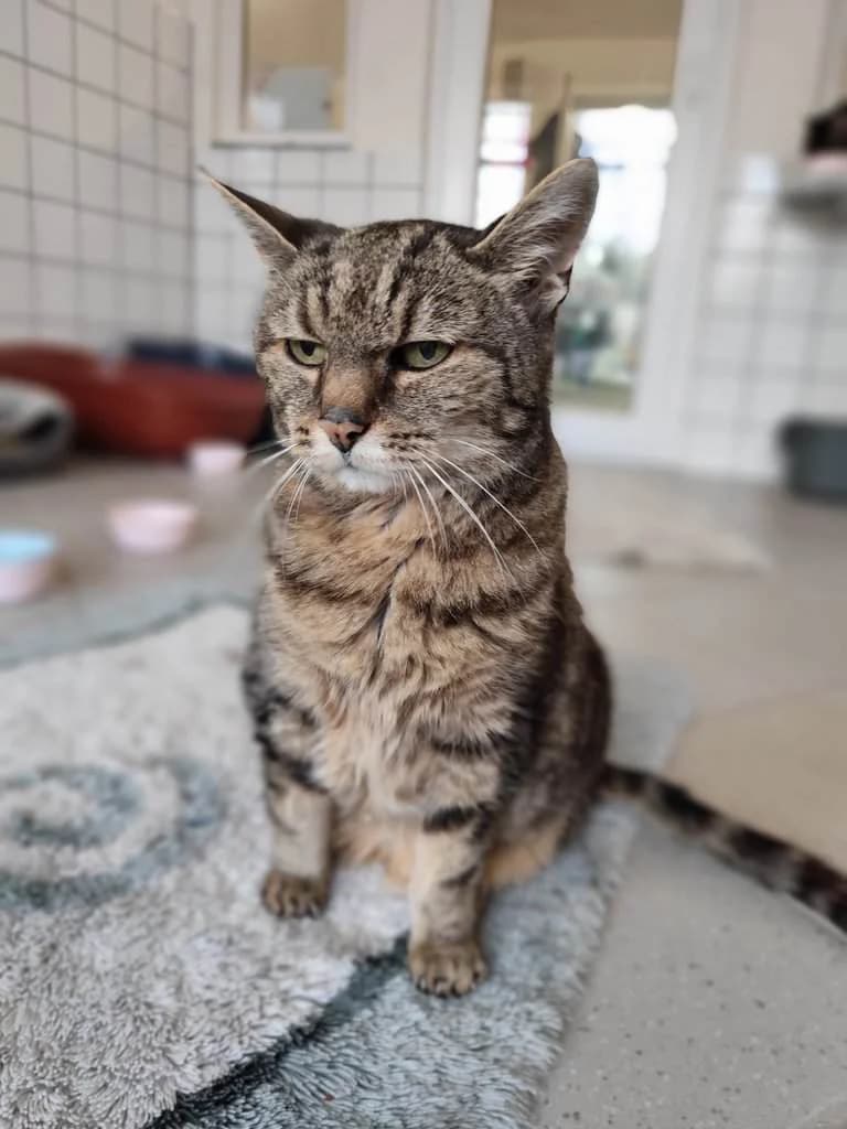 Crispy,  senior Mixed Breed Cat for adoption at Tierheim Siegen, Siegen