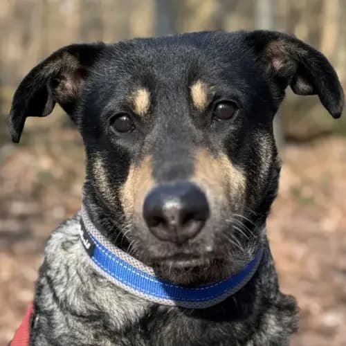 Daisy (resreviert), weiß female 7yo Mixed Breed for adoption at Tierheim Köln, Cologne