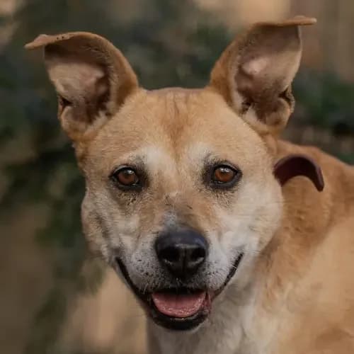 Dalma, female senior Mixed Breed for adoption at Tierheim Köln, Cologne