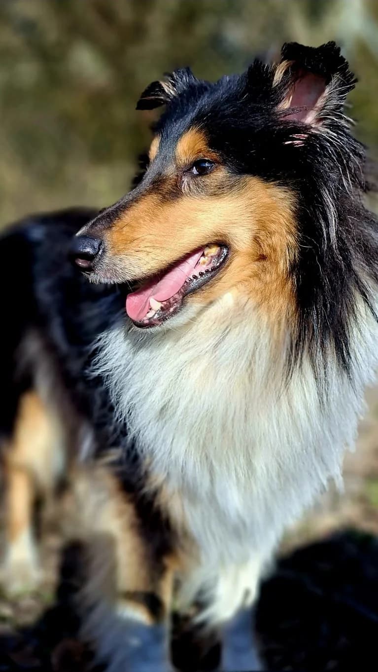 Judy, female Collie for adoption at Tierheim Regensburg, Regensburg