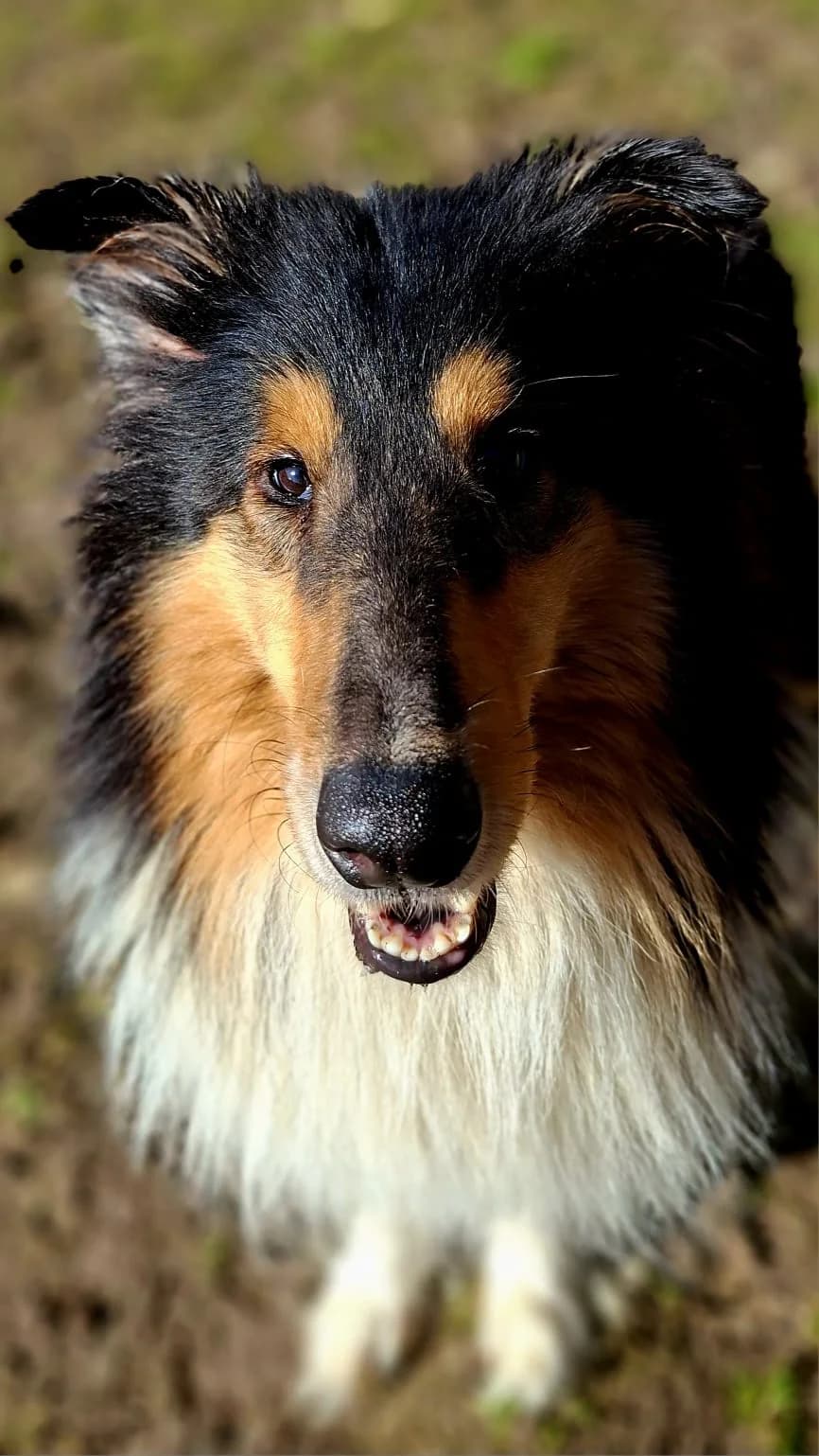 Judy, sable and white female Collie for adoption at Tierheim Regensburg, Regensburg — photo 2 of 6