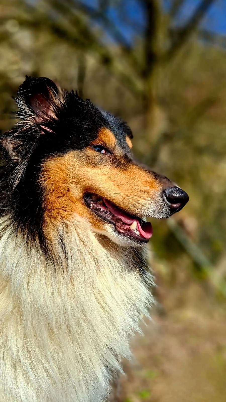Judy, sable and white female Collie for adoption at Tierheim Regensburg, Regensburg — photo 3 of 6