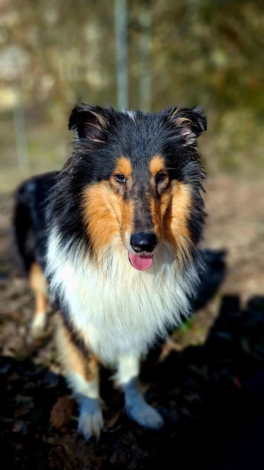 Judy, sable and white female Collie for adoption at Tierheim Regensburg, Regensburg — photo 4 of 6