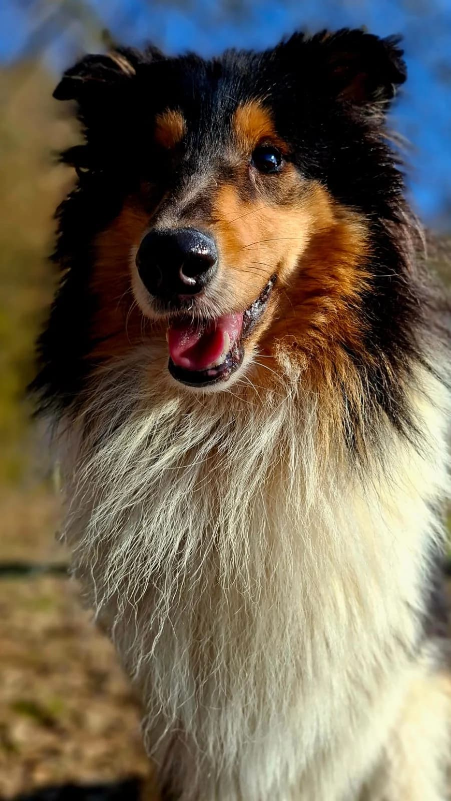 Judy, sable and white female Collie for adoption at Tierheim Regensburg, Regensburg — photo 5 of 6