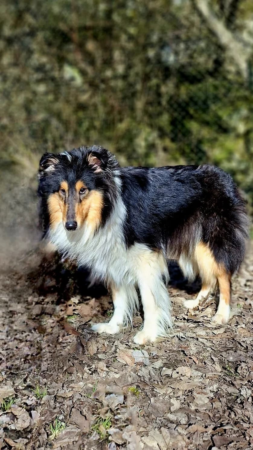 Judy, sable and white female Collie for adoption at Tierheim Regensburg, Regensburg — photo 6 of 6