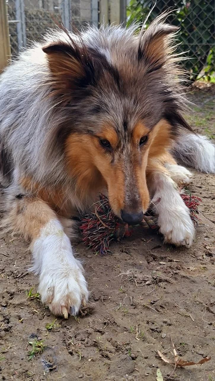 Hazel, female Collie for adoption at Tierheim Regensburg, Regensburg