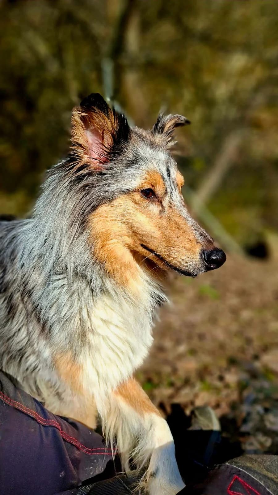 Hazel, sable and white female Collie for adoption at Tierheim Regensburg, Regensburg — photo 2 of 5