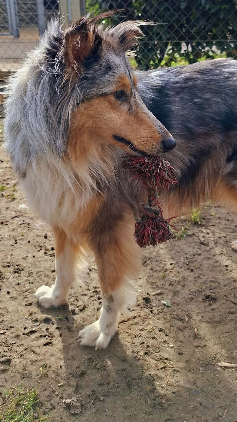 Hazel, sable and white female Collie for adoption at Tierheim Regensburg, Regensburg — photo 3 of 5