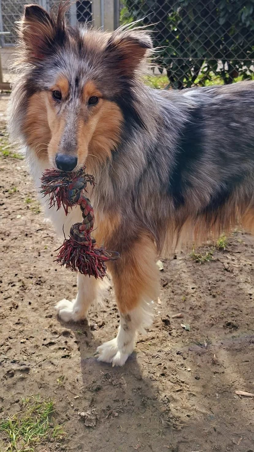 Hazel, sable and white female Collie for adoption at Tierheim Regensburg, Regensburg — photo 4 of 5