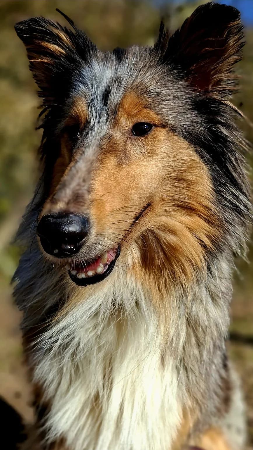 Hazel, sable and white female Collie for adoption at Tierheim Regensburg, Regensburg — photo 5 of 5