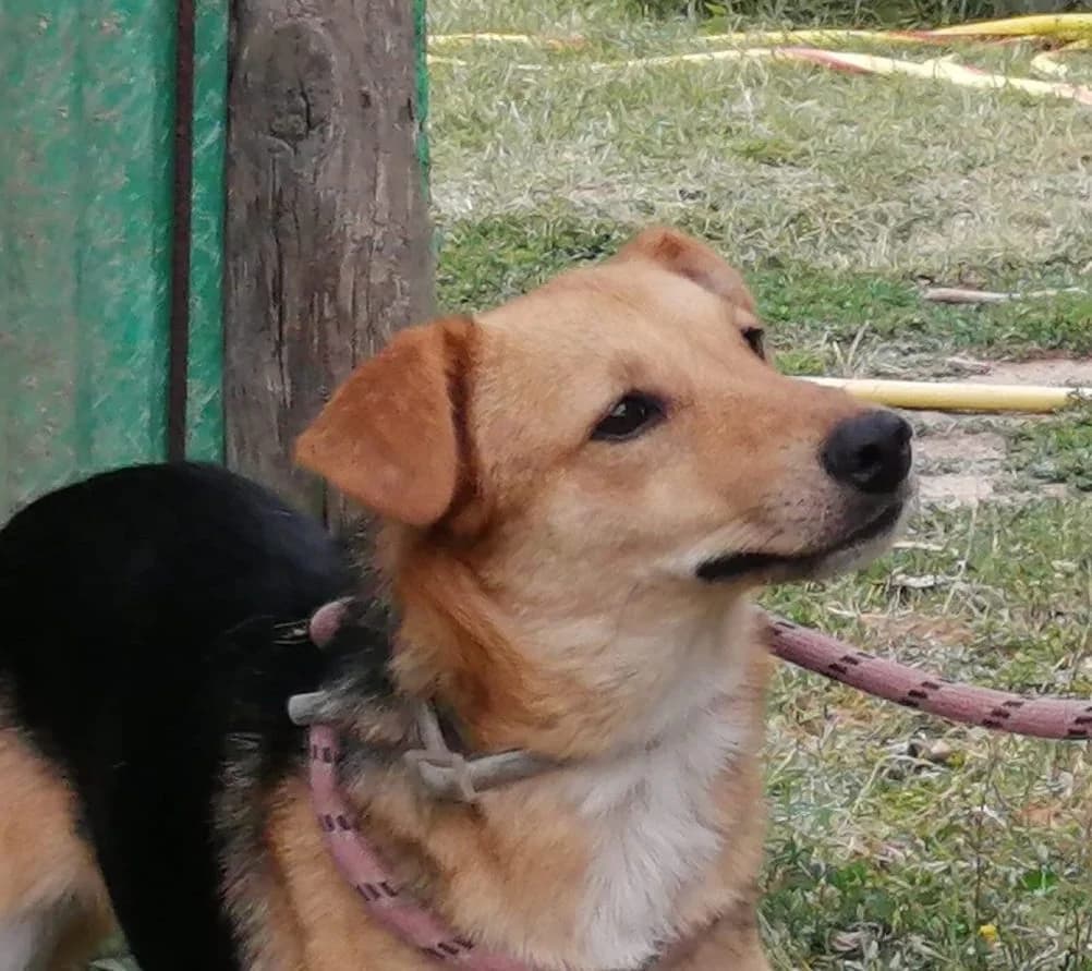 Carlo (von Giovanna),  puppy Mixed Breed for adoption at Adozioni del cuore e.V., Wedel