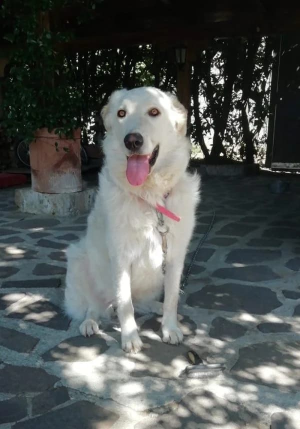 Charles (von Antonietta),  Mixed Breed for adoption at Adozioni del cuore e.V., Wedel