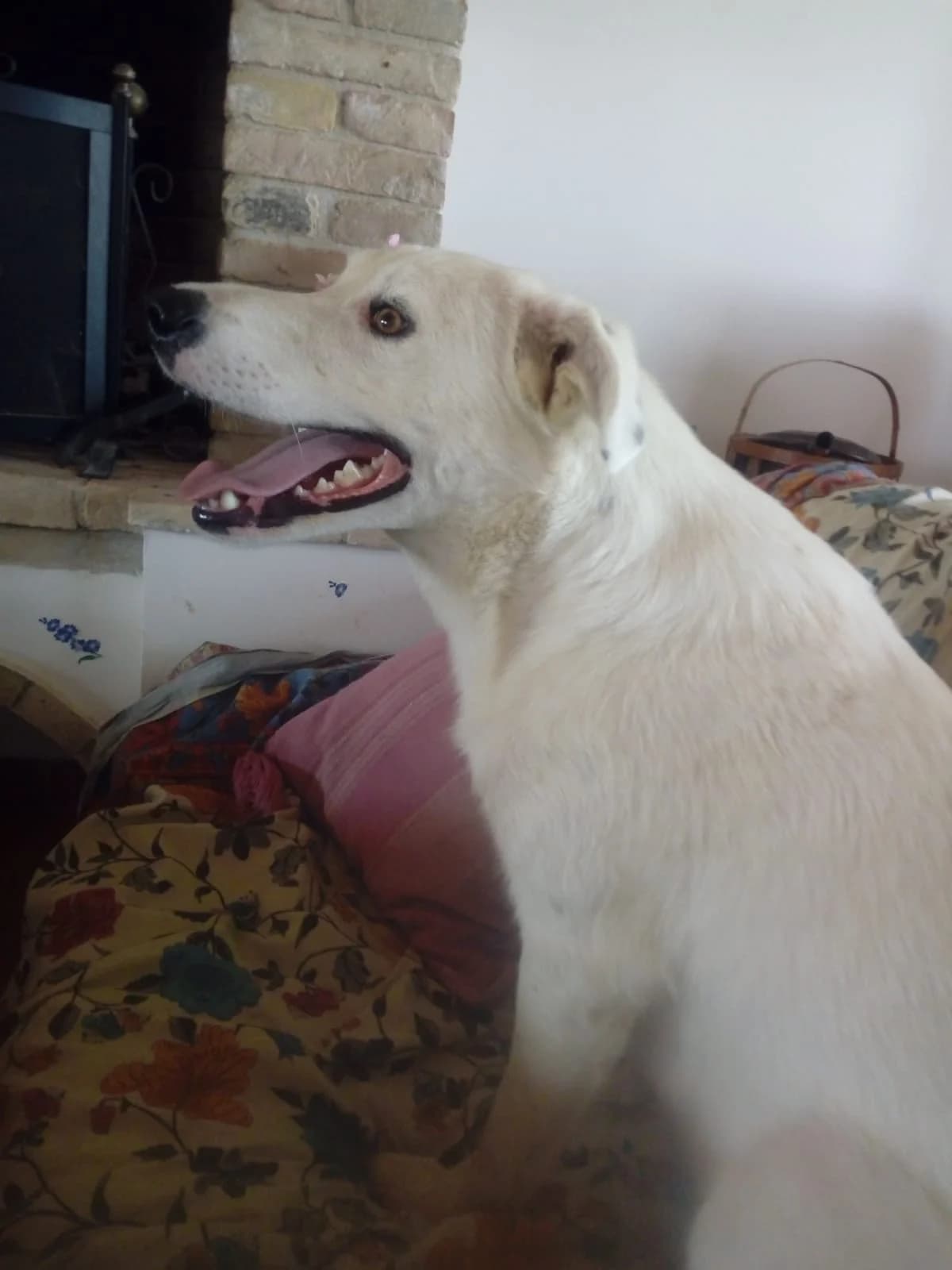 Charles (von Antonietta),  Mixed Breed for adoption at Adozioni del cuore e.V., Wedel