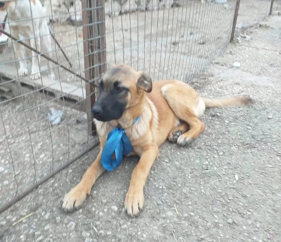 Eric,  Mixed Breed for adoption at Adozioni del cuore e.V., Wedel