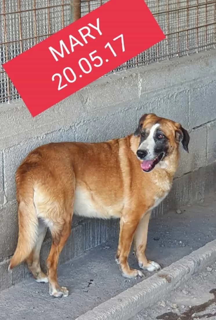 Godzilla, 5yo Mixed Breed for adoption at Adozioni del cuore e.V., Wedel