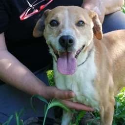 Godzilla,  5yo Mixed Breed for adoption at Adozioni del cuore e.V., Wedel