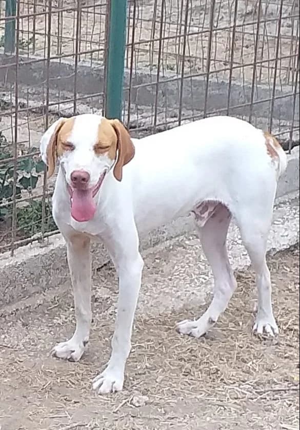 Sara,  7yo Mixed Breed for adoption at Adozioni del cuore e.V., Wedel