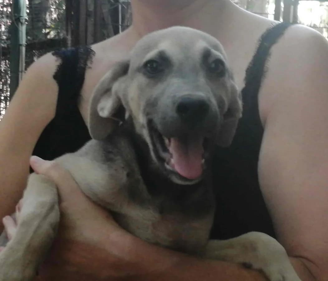 Fritz(i),  6yo Mixed Breed for adoption at Adozioni del cuore e.V., Wedel