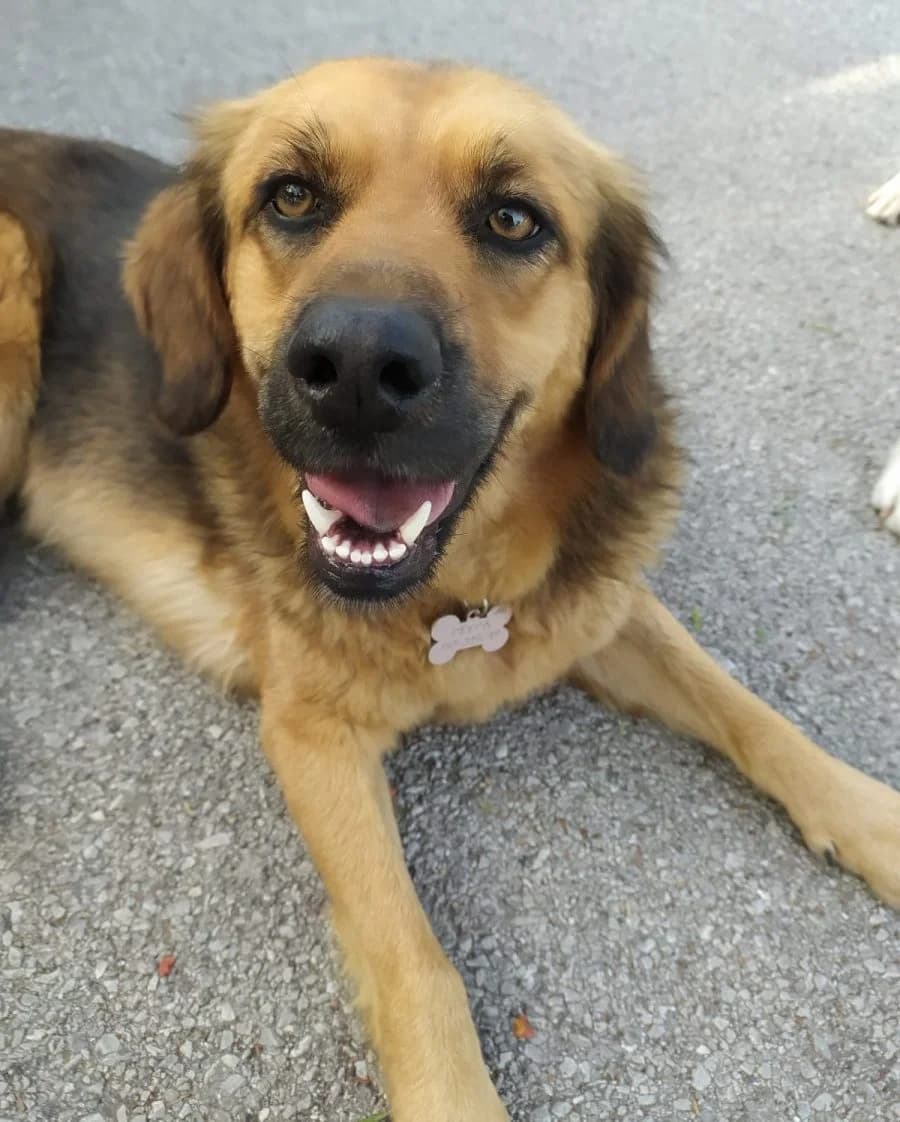 Mary,  senior Mixed Breed for adoption at Adozioni del cuore e.V., Wedel