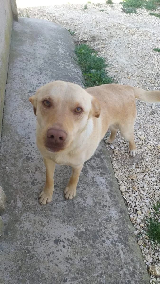 Quintilio (bei Olivia),  4yo Mixed Breed for adoption at Adozioni del cuore e.V., Wedel