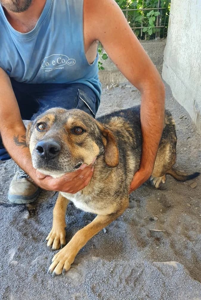 Miki (bei Olivia),  4yo Mixed Breed for adoption at Adozioni del cuore e.V., Wedel