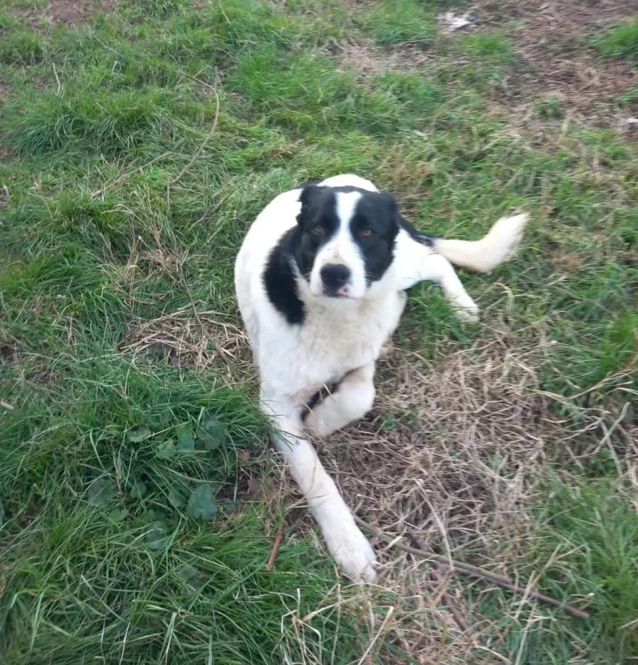 Marzio (bei Olivia),  4yo Mixed Breed for adoption at Adozioni del cuore e.V., Wedel