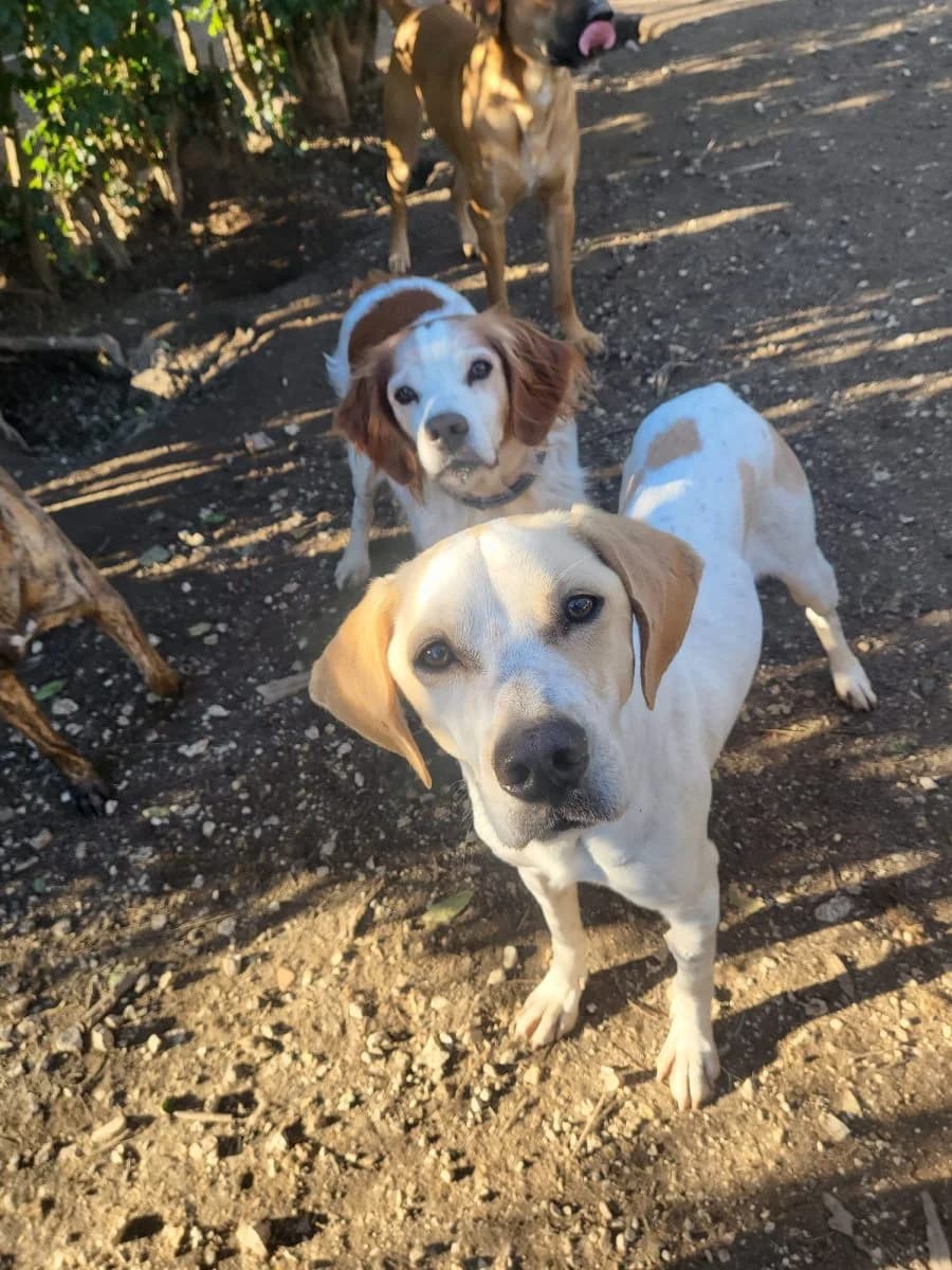 Italo,  5yo Mixed Breed for adoption at Adozioni del cuore e.V., Wedel