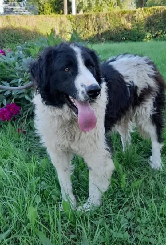 Benji, schwarz  3yo Mixed Breed for adoption at Adozioni del cuore e.V., Wedel
