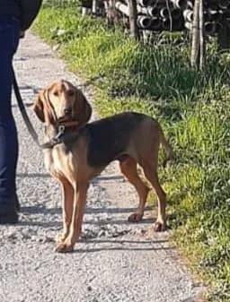 Ernie,  young Mixed Breed for adoption at Adozioni del cuore e.V., Wedel