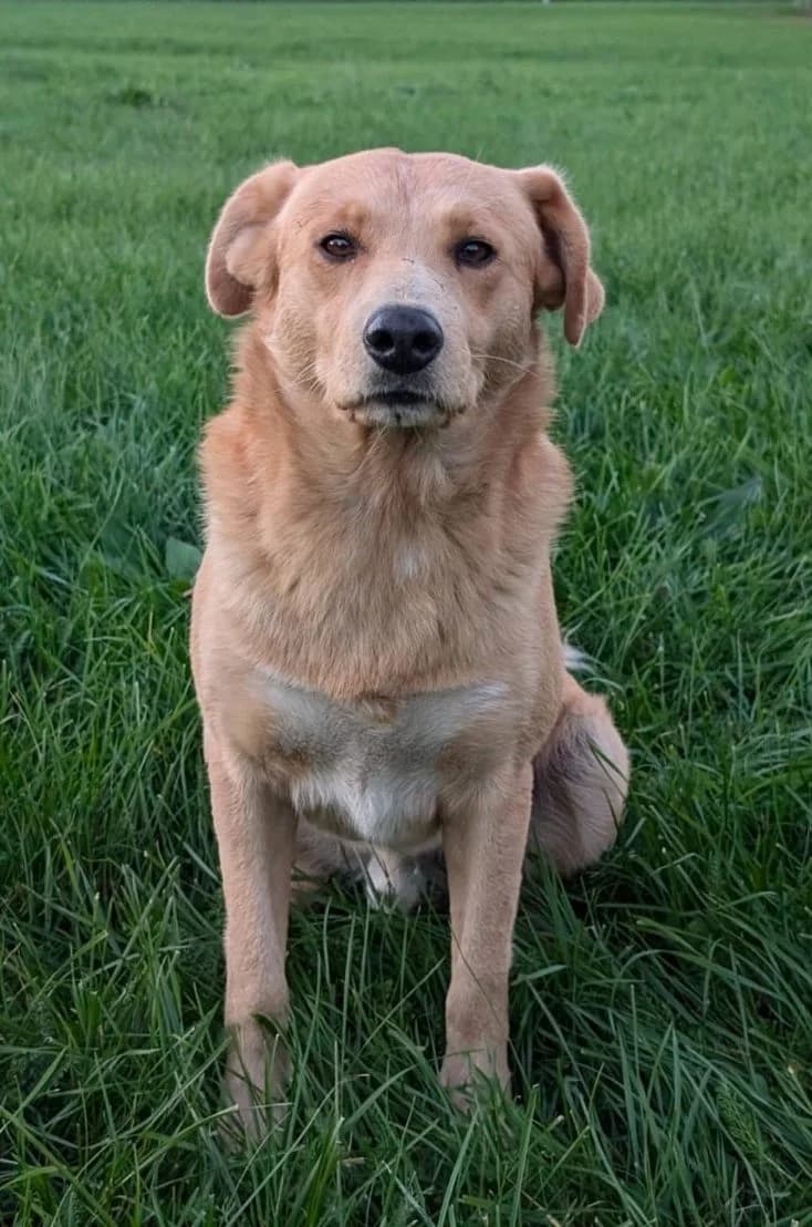 Livio, male senior Mixed Breed for adoption at Adozioni del cuore e.V., Wedel