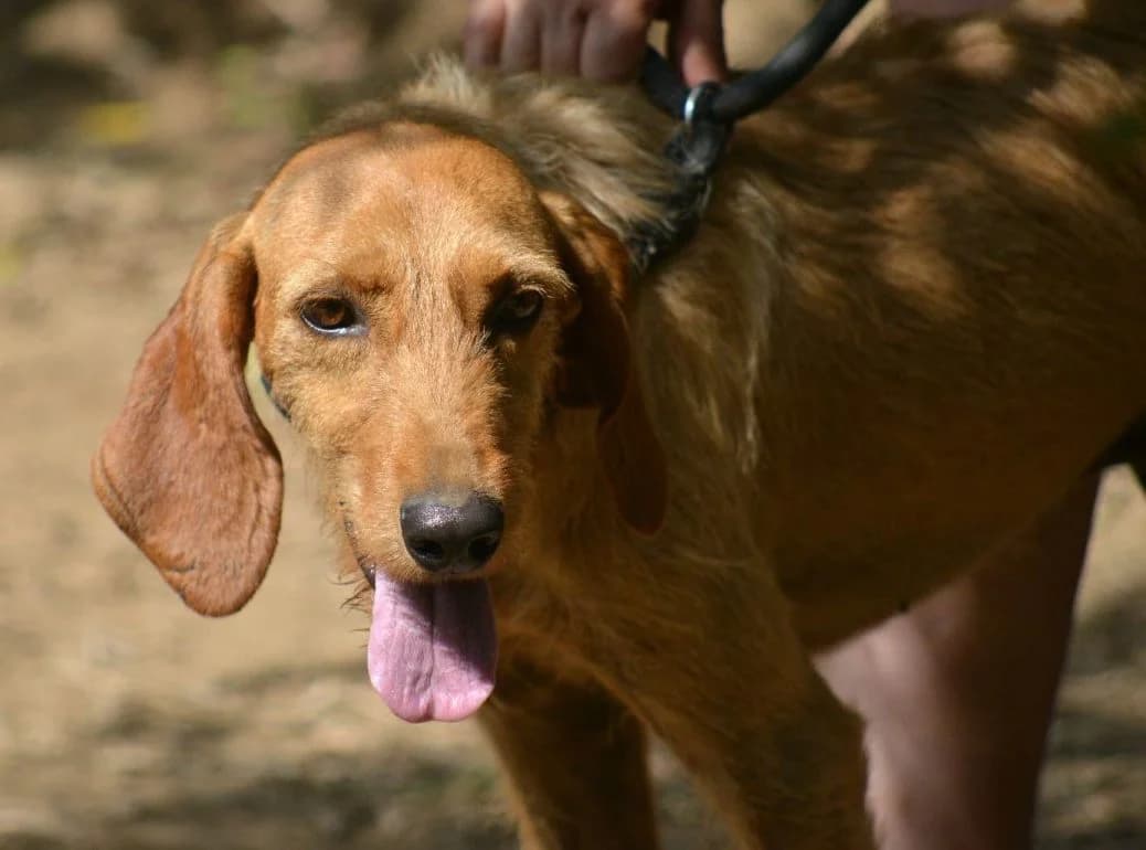 Minni (Teano),  senior Mixed Breed for adoption at Adozioni del cuore e.V., Wedel