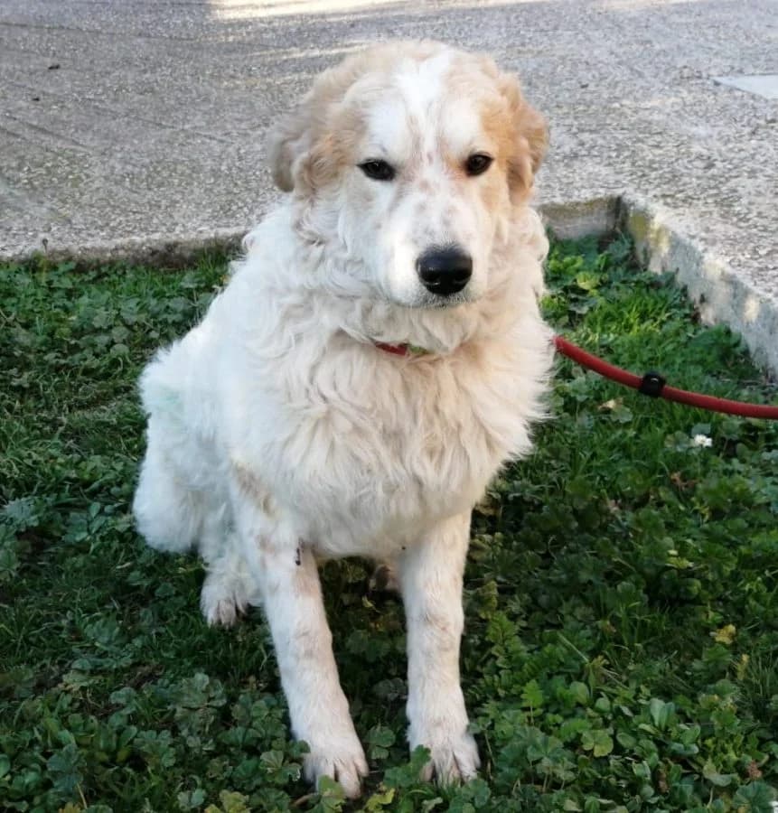 Aron (von Antonietta), male 6yo Mixed Breed for adoption at Adozioni del cuore e.V., Wedel