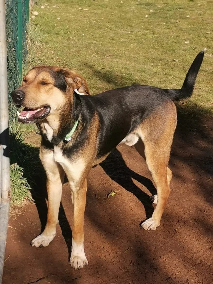Reginella,  7yo Mixed Breed for adoption at Adozioni del cuore e.V., Wedel