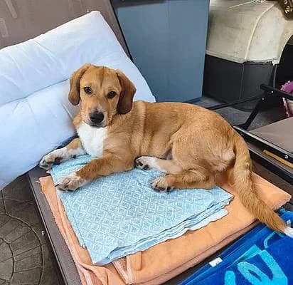 Welpen und Junghunde bis 1 Jahr zur Adoption, male young Mixed Breed for adoption at Alba for Animals e.V., Oberhausen