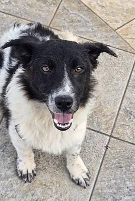 Hündinnen zur Adoption, female puppy Mixed Breed for adoption at Alba for Animals e.V., Oberhausen