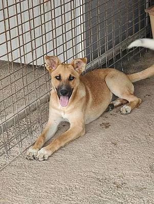 Hündinnen zur Adoption, female puppy Mixed Breed for adoption at Alba for Animals e.V., Oberhausen