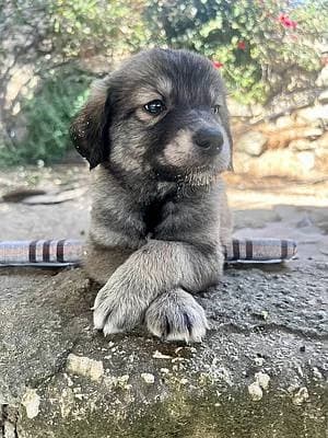 Welpen und Junghunde bis 1 Jahr zur Adoption, male puppy Mixed Breed for adoption at Alba for Animals e.V., Oberhausen