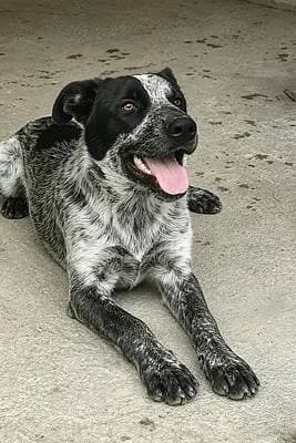 Hündinnen zur Adoption, female puppy Mixed Breed for adoption at Alba for Animals e.V., Oberhausen