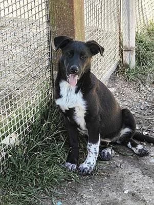 Hündinnen zur Adoption, female puppy Mixed Breed for adoption at Alba for Animals e.V., Oberhausen
