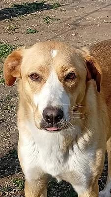 Hündinnen zur Adoption, female 3yo Mixed Breed for adoption at Alba for Animals e.V., Oberhausen