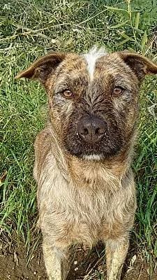 Rüden zur Adoption, male 5yo Mixed Breed for adoption at Alba for Animals e.V., Oberhausen