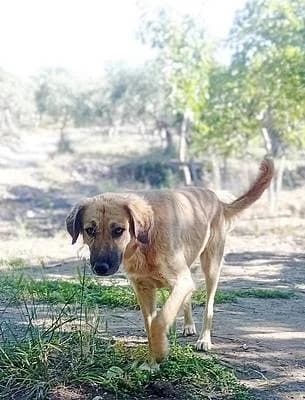 Hündinnen zur Adoption, female 3yo Mixed Breed for adoption at Alba for Animals e.V., Oberhausen