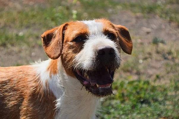 Rüden zur Adoption, male young Mixed Breed for adoption at Alba for Animals e.V., Oberhausen