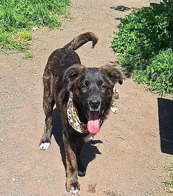 Rüden zur Adoption, male young Mixed Breed for adoption at Alba for Animals e.V., Oberhausen