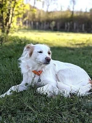 Hündinnen zur Adoption, female 3yo Mixed Breed for adoption at Alba for Animals e.V., Oberhausen
