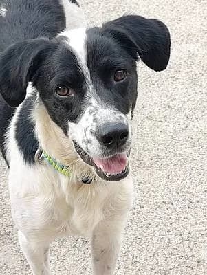 Rüden zur Adoption, male young Mixed Breed for adoption at Alba for Animals e.V., Oberhausen
