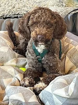 Rüden zur Adoption, male young Lagotto Romagnolo for adoption at Alba for Animals e.V., Oberhausen
